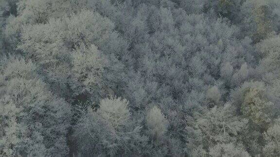 在冬天的黑森林里在冰冻的树木上向前飞行