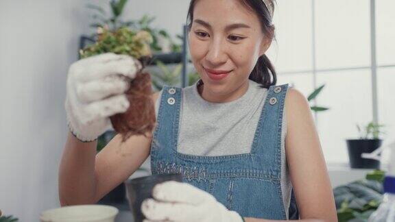 年轻的亚洲妇女在早上在家里移栽植物到新花盆