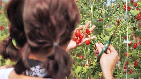 农业女工和一箱西红柿在前面工作收获西红柿在温室