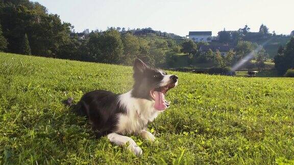 边境牧羊犬在草地上打滚