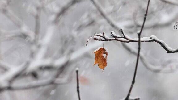 树枝在下雪的背景上一片片雪花飘落在冬季的大地上