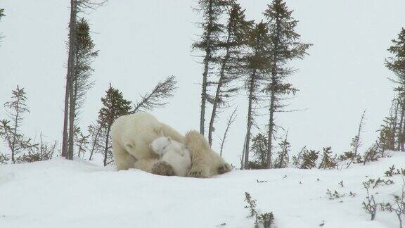 北极熊妈妈和幼崽在穴点