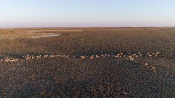 在博茨瓦纳Makgadikgadi草原上一辆4x4旅游狩猎车的鸟瞰图看着斑马的迁徙