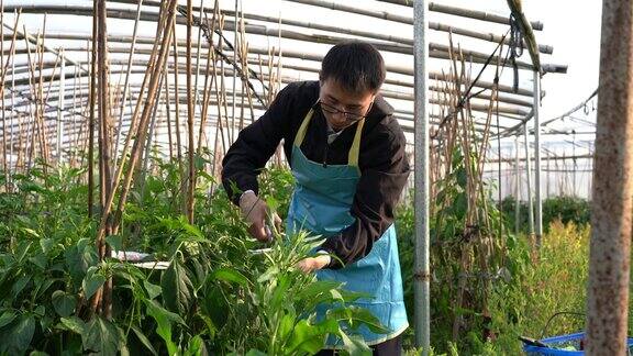 亚洲人在温室里采摘成熟的青椒