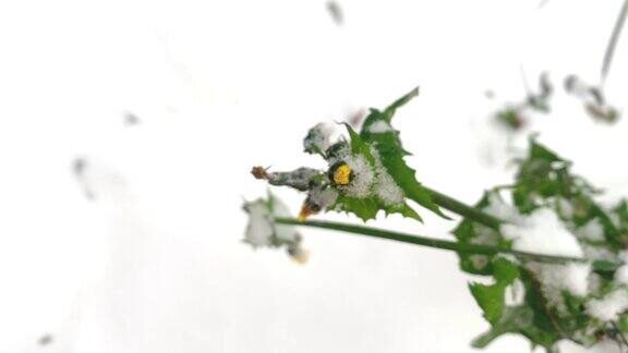 在冬天的第一场白雪中一朵黄花和绿叶在风中摇曳