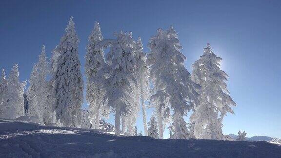 冬天景色壮丽冷杉树上满是雪天空湛蓝阳光明媚