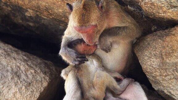 猴子和婴儿