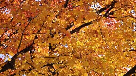 风吹动公园里黄色和红色的树(秋天的日出)