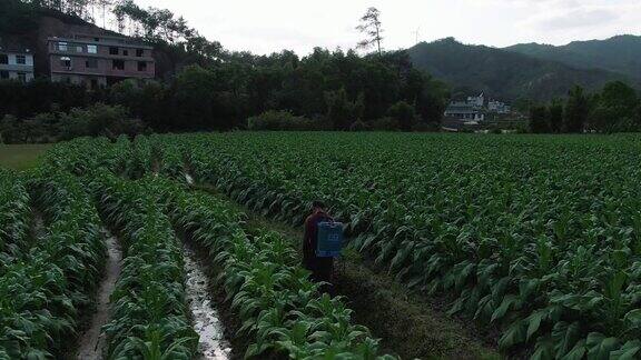 种植烟草农民喷洒除草剂
