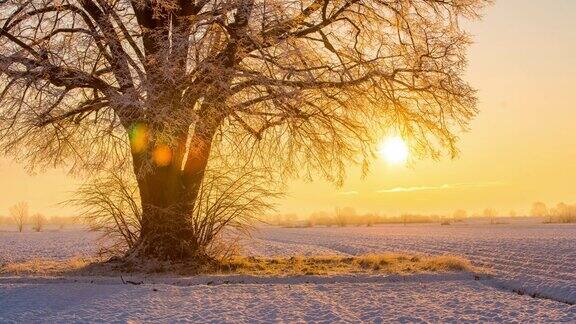 斯洛文尼亚在白雪覆盖的田野上日出在宁静的田园诗般的单株树上