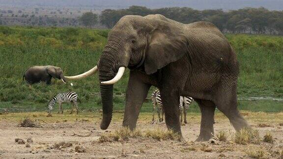 追踪安博塞利的一头公象