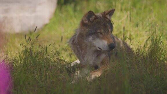 一只成年雄性大灰狼正在阴影中休息突然有什么东西吓到了它