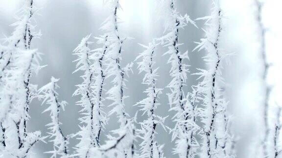 冬天结霜的树枝