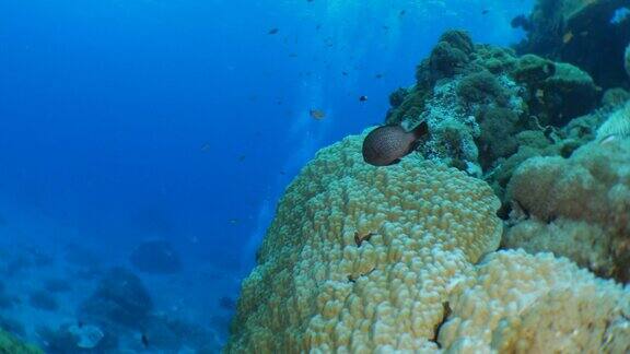 台湾在珊瑚礁中游泳的热带珊瑚鱼