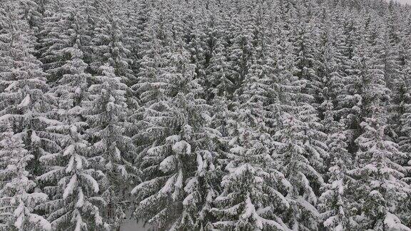 在积雪茂密的森林上空盘旋