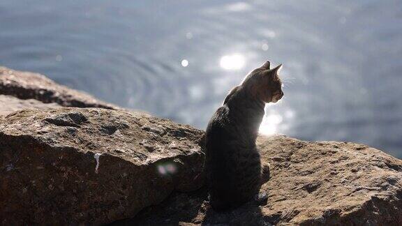 猫在前面的光反射从大海