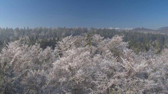 空中摄影:在寒冷阳光明媚的冬天飞过美丽的冰冻的白色森林树梢