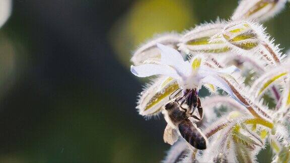 蜜蜂在采集花蜜慢镜头