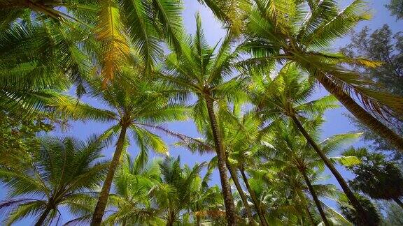 阳光下的棕榈树(4k3840x2160p29.97fps)