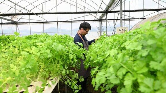 一位男性农民正在水培温室里检查芹菜的生长情况