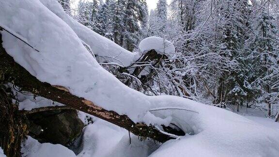 Teletskoe湖岸边的Tevenek(第三河)河边的冬季针叶林被大雪覆盖