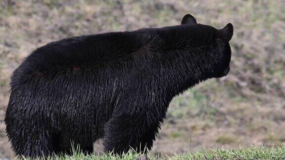 加拿大荒野中的黑熊