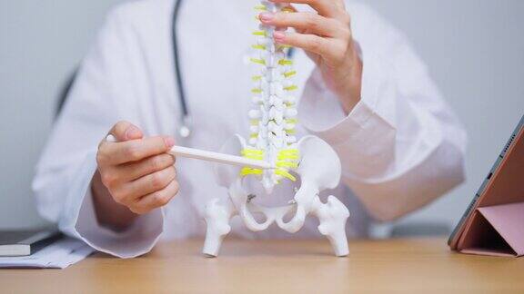 医生与人体脊柱解剖模型脊髓紊乱和疾病背痛腰椎骶骨骨盆颈椎胸椎尾骨骨科脊椎按摩办公室综合症和健康