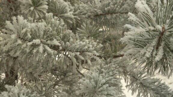 白雪覆盖的松树枝特写美丽的树覆盖着新雪令人难以置信的冬季花园圣诞树