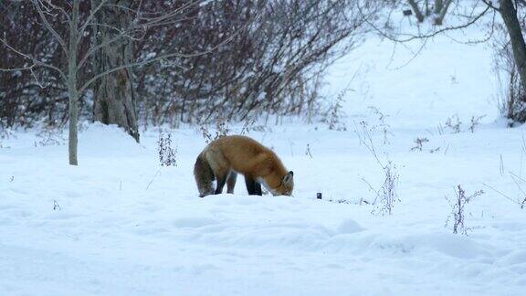 狐狸在雪地上觅食后面有几棵树