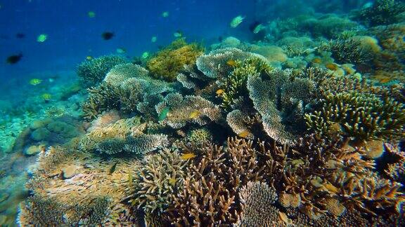 印度尼西亚巴厘岛丰富多彩的珊瑚生态系统