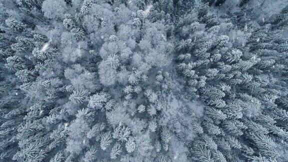空中从上到下拍摄的混合冬季森林在雪白色的冰冻的树和飘落的雪花壮丽的冬季自然景观