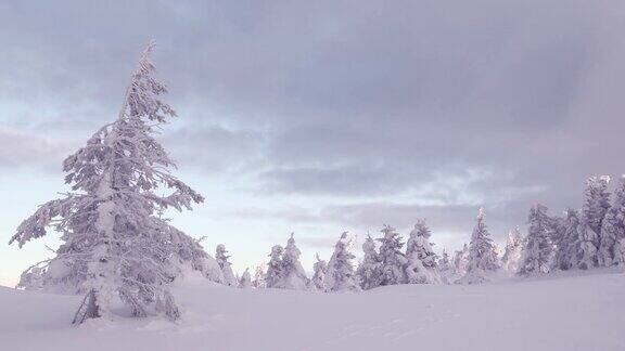一棵粉红色的树被雪覆盖着云在蓝天中飘过地平线上是雪堆中的冷杉冬天的森林景观文本的空闲空间