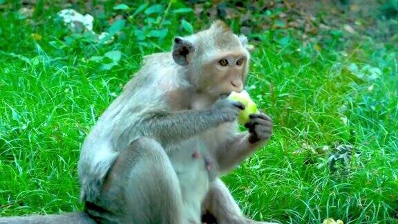 猴子等待食物