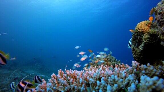 珊瑚园蓝绿色鱼旗鱼