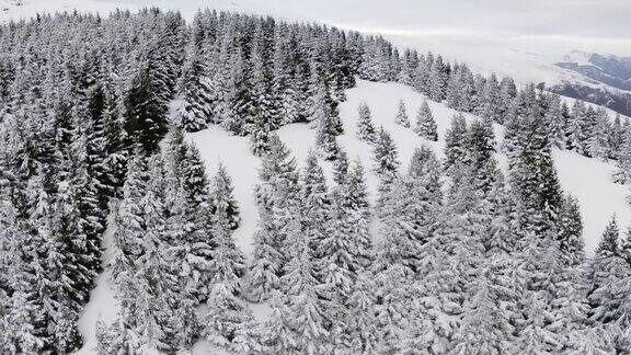 4k飞行上方的冬季森林北部鸟瞰股票视频