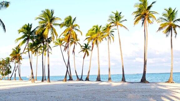 加勒比海海滩上的棕榈树