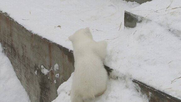 一只北极熊幼崽爬了上来