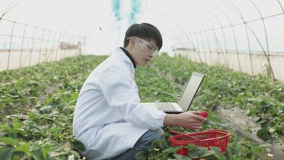 一位男性植物学家用笔记本电脑研究和检查草莓园的种植情况