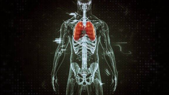 人体呼吸系统肺