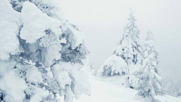 冰雪覆盖的树木神秘的冬季山林寒冷的天气