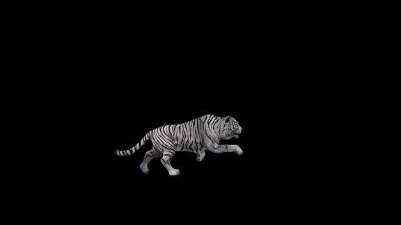 3D白虎快跑与步行自行车侧面视图在黑色背景4k无缝循环动画一只老虎跑与阿尔法哑光剪辑老虎是最大的活猫物种