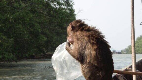 猕猴在红树林吃塑料袋里的食物