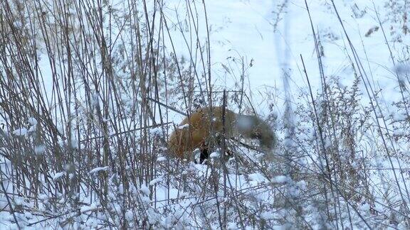 一分钟的镜头一只狐狸试图从雪地里挖出猎物