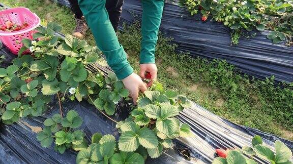 人们在春天的花园里采摘草莓