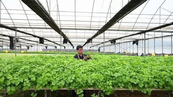 一名男性农业从业者正在水培温室里检查芹菜