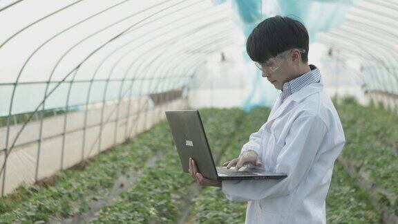 一位男性植物学家用笔记本电脑研究和检查草莓园的种植情况