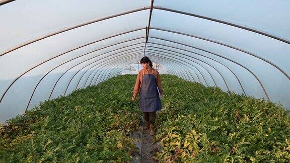 一位女农学家在一个有机西瓜农场工作