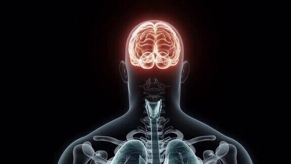人类大脑的3D渲染医学动画大脑的x光片