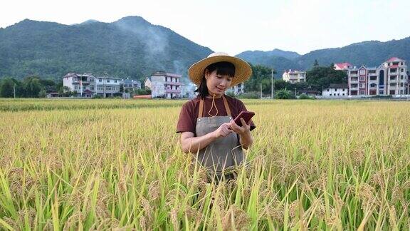 一位年轻的农妇在稻田里用手机干活