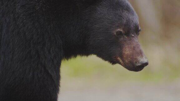 黑熊看着镜头